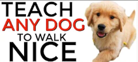 Teach ANY dog to walk nice on the leash | 5 MINUTE DOG TRAINING RESULTS!