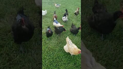 CHARGE!!! #chickenshorts #chickens #homesteading #gogopowerrangers