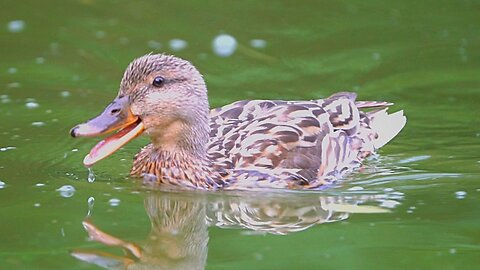 Mallard Duck Hen Does a Quack-by. No Bystanders Were Hurt