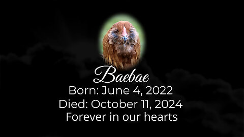 In Loving Memory of 'Baebae'