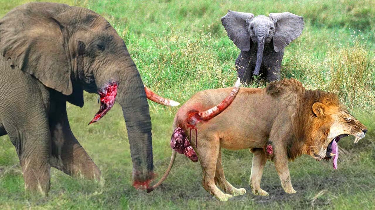Elephant Show Strength! Lion Died Tragically When Being Tortured By Africa's Most Dangerous Elephant