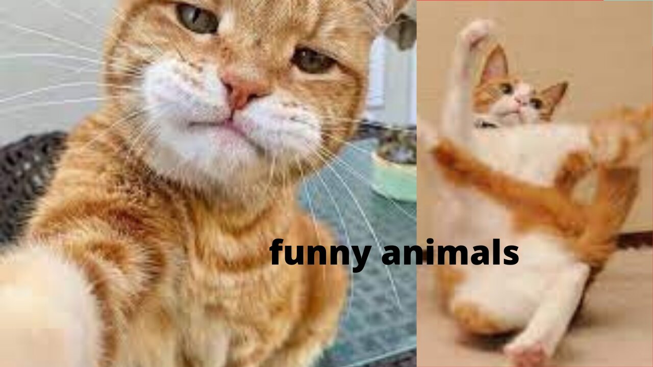 funnies cat and dog awesome animal pet video