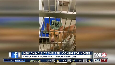 Lee County pet shelter has new pets up for adoption