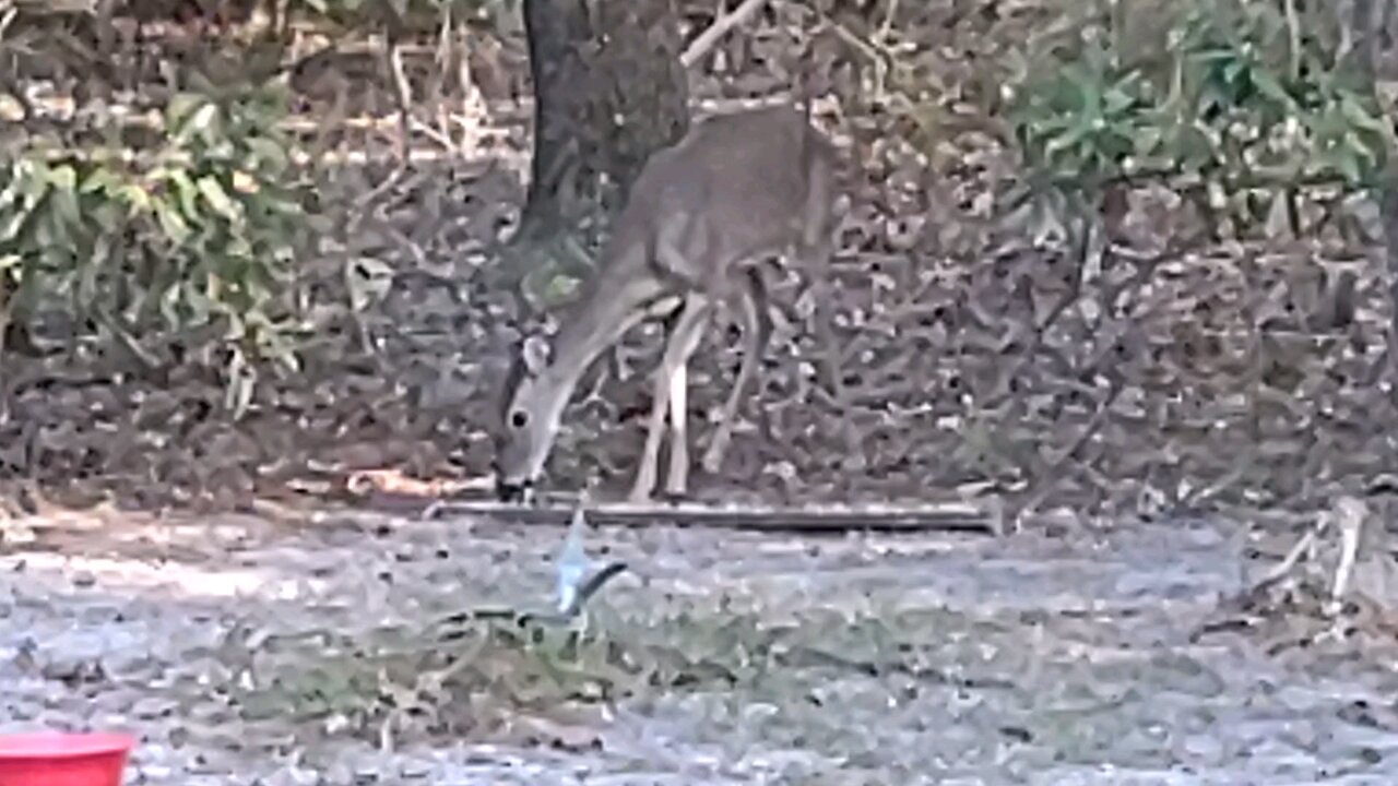 Few FL Deer after Milton Storm