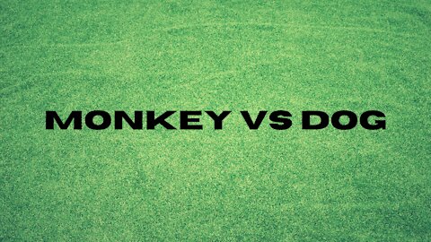 Monkey vs Dog fightin