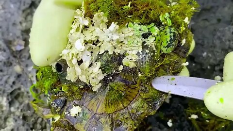 Sea turtle become kings of prey after removing millions of sea creatures and barnacles on shell30 9