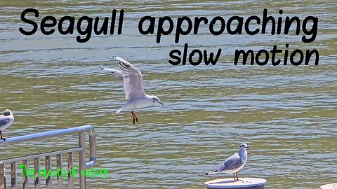 Seagull approaching in slow motion / beautiful bird in flight.