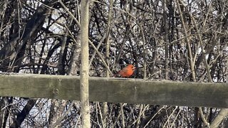 Cardinal couple James Gardens Toronto