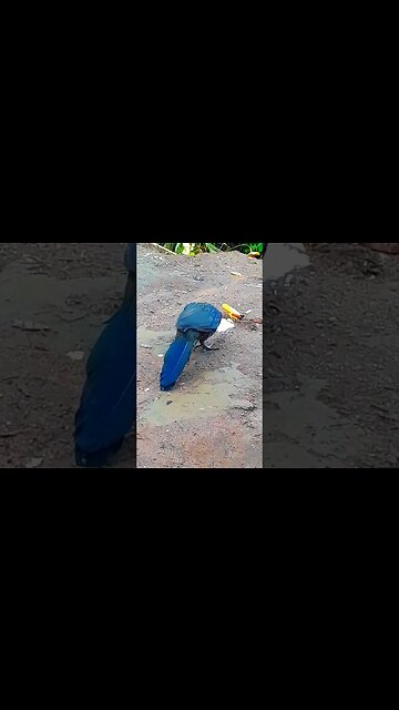 Jacu e seus filhotes em busca de comida