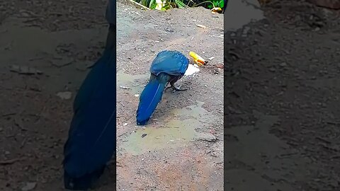Jacu e seus filhotes em busca de comida