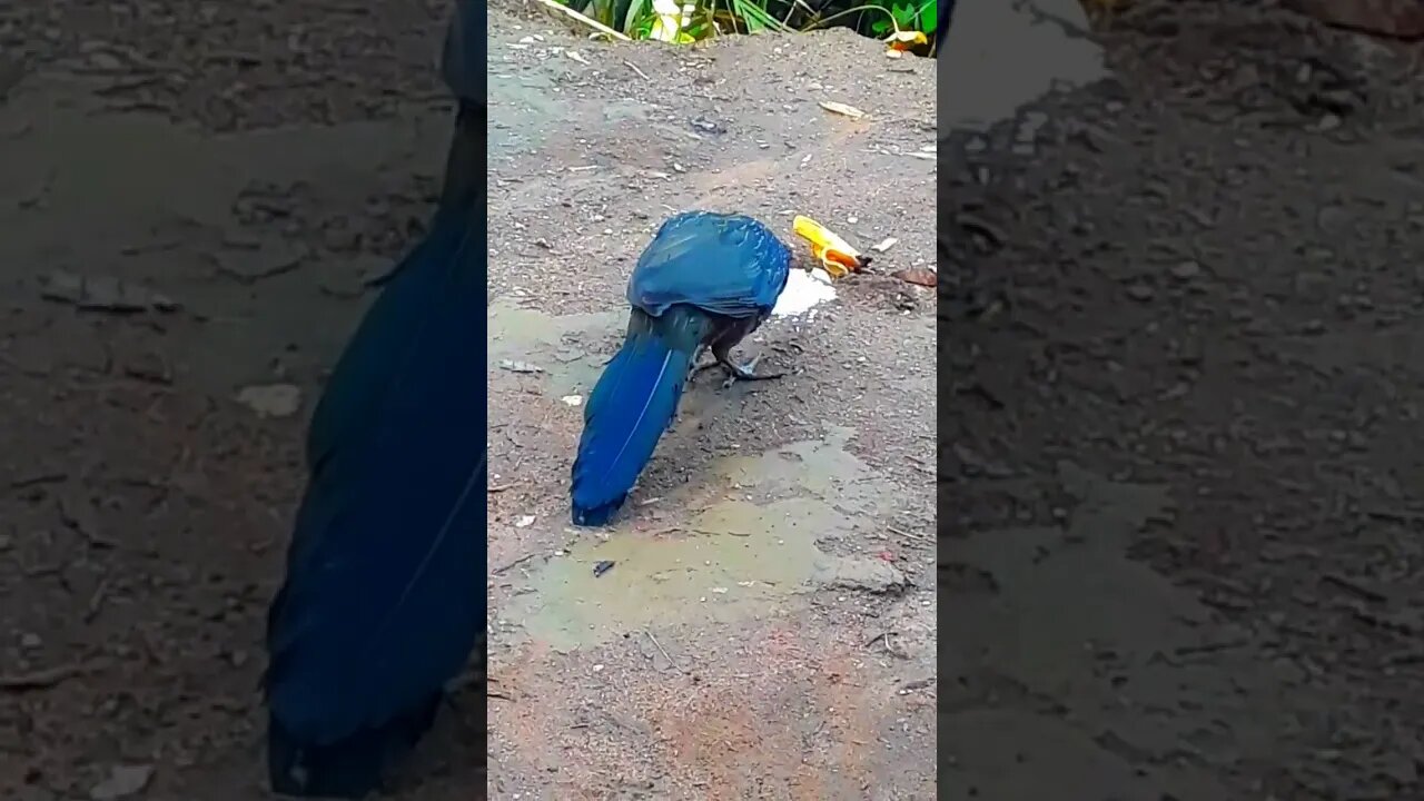 Jacu e seus filhotes em busca de comida