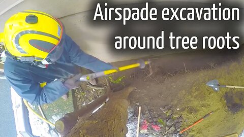 Airspade around tree roots