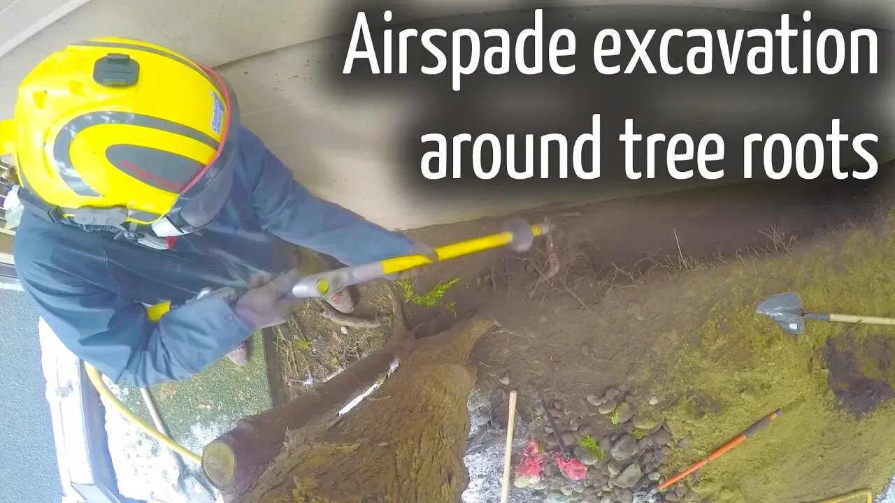 Airspade around tree roots