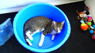 Kitten Plays with a Ball in a Plastic Basin