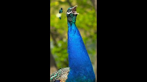 Peacock