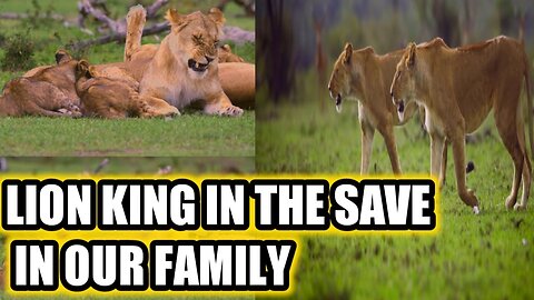 Paradise of Lion | Animal Planet Full documentary in lion