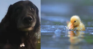 Dog Rescues Stranded Ducklings: ‘A Pretty Good Guy’
