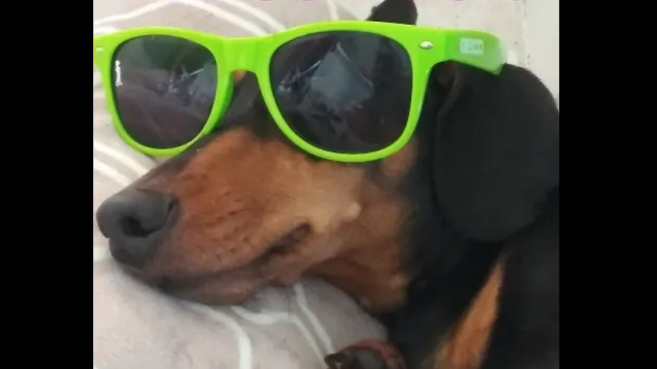 Funny dog videos! Try not to laugh🤣