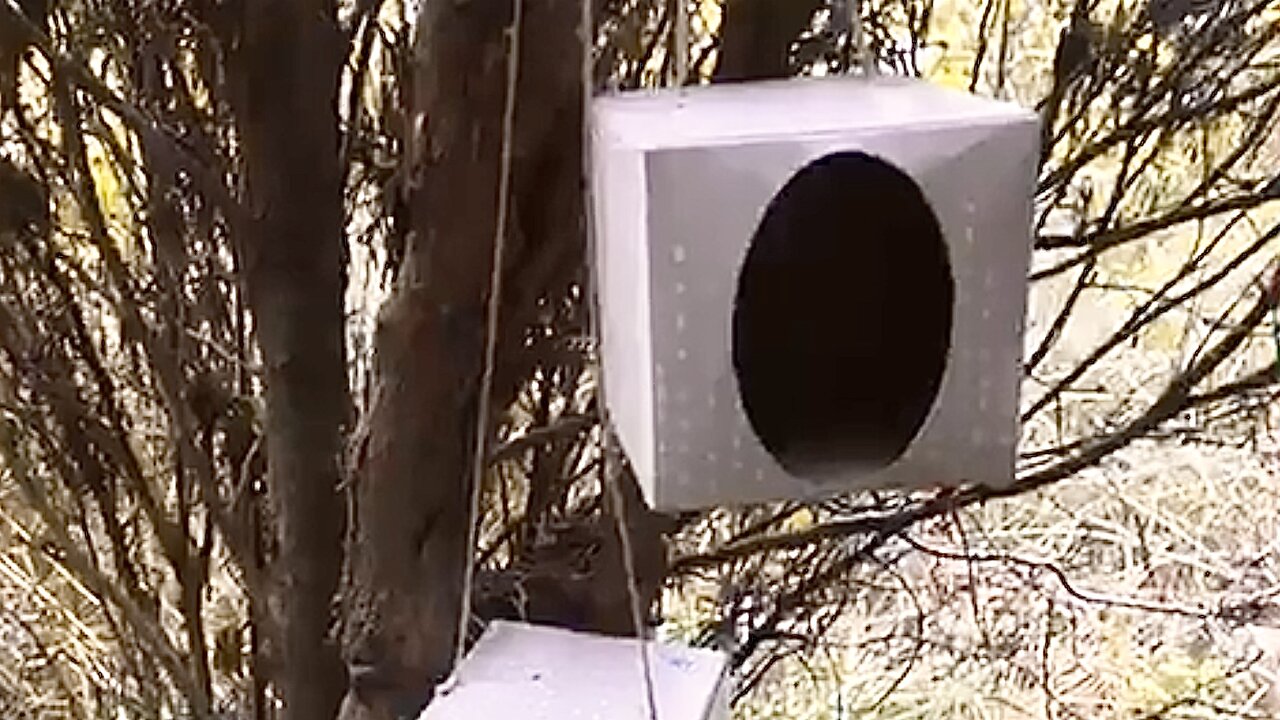 Installing New Wren Nest Tissue Boxes South Western NC