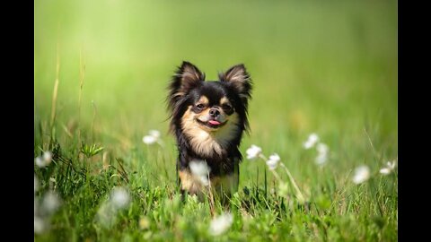 Angry 😠 Hen and fearless dog 🐕🐕🐕 amaziñ videos