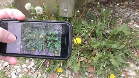 An Awesome Tool For Preppers - Wild Plant Identification App (Tested)