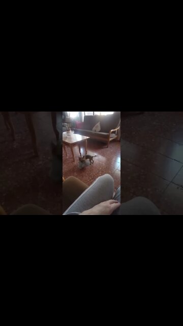 Yorkie gives Mom a gift 🎁