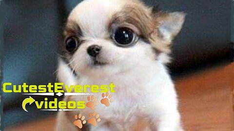 CutestEverest Puppys #1