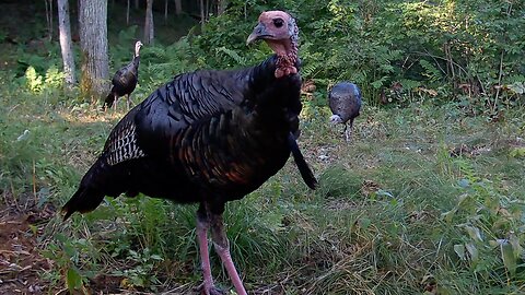 Turkey Chicks and Jakes