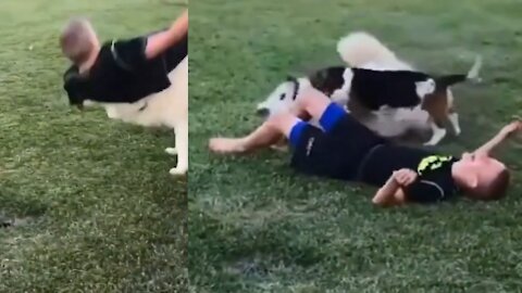 The boy falls under the dog and the dog cries. Funny dog video!! Try not to laugh!!