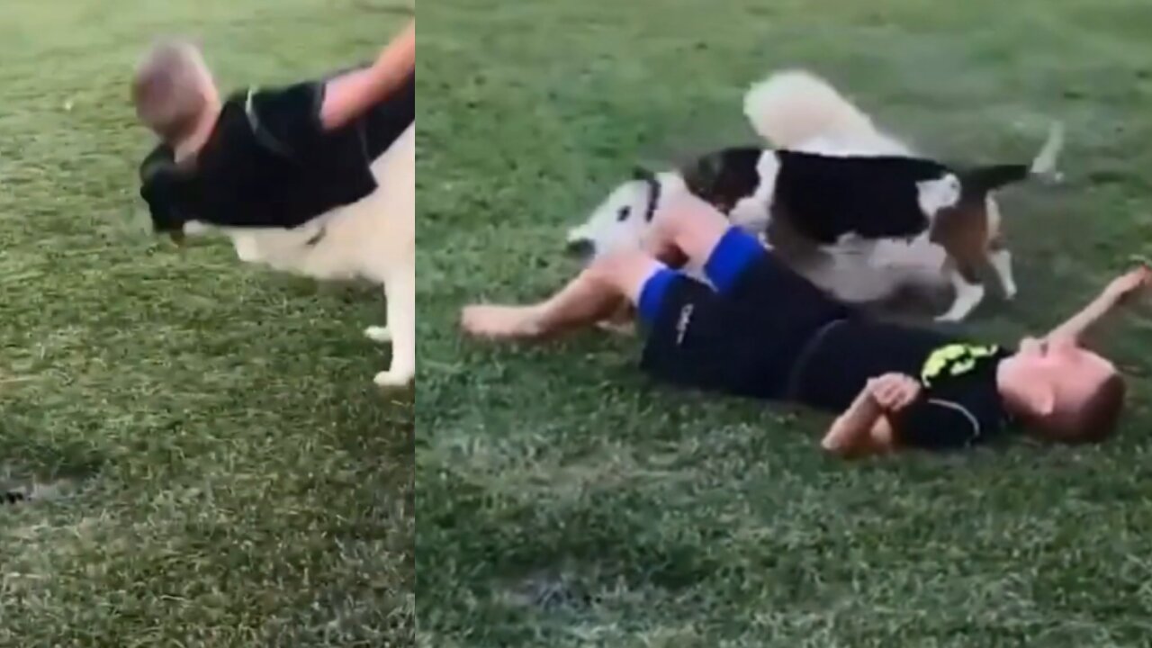 The boy falls under the dog and the dog cries. Funny dog video!! Try not to laugh!!
