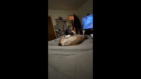 Banchee The Beagle Trying to Wake Up