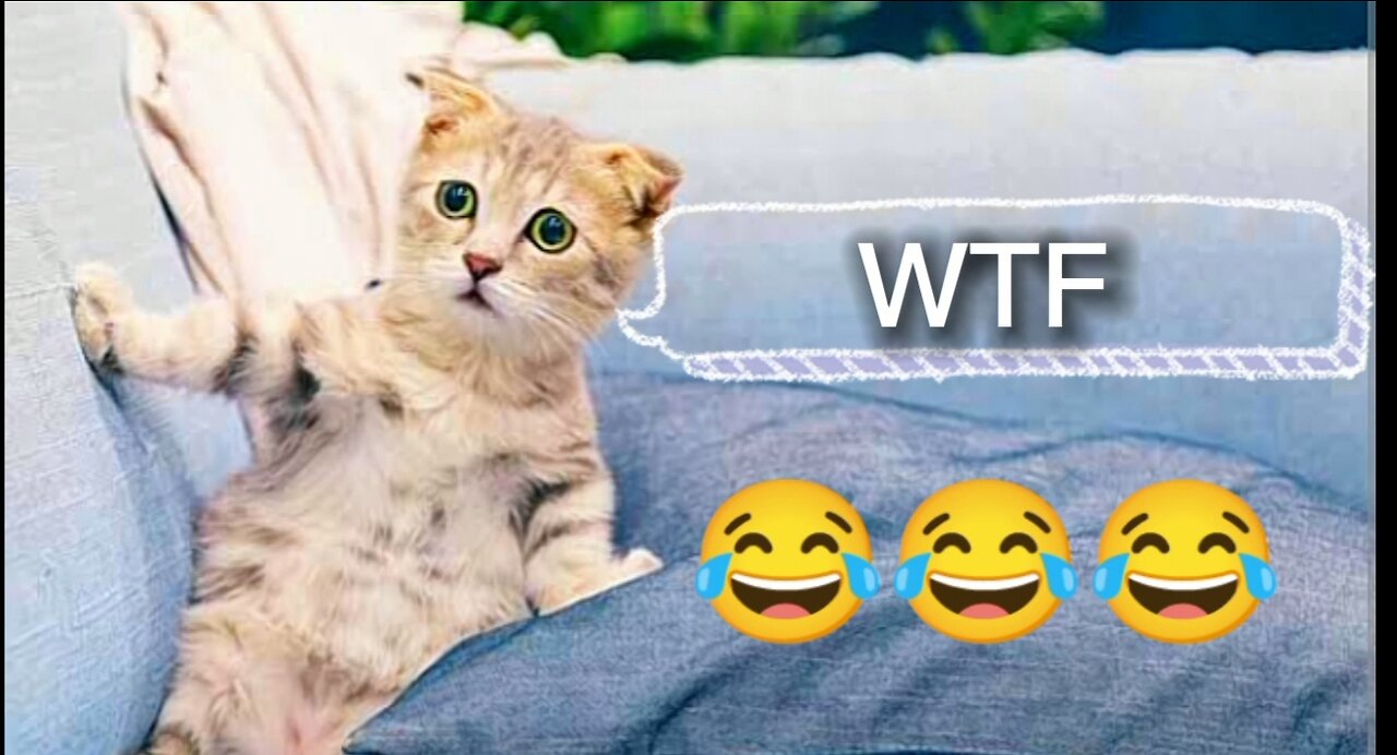 Funny Pet Videos 😂 ( try not to laugh) 😂 2023