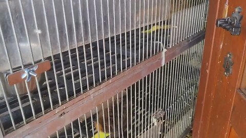 Guinea pigs enjoying banana peal. Cavia's genieten van bananenschil