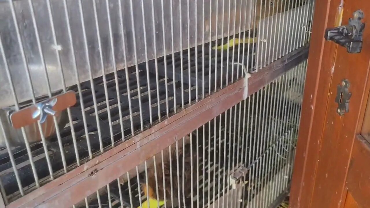 Guinea pigs enjoying banana peal. Cavia's genieten van bananenschil