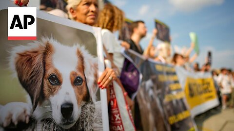 Thousands protest against controversial law to remove stray dogs in Turkey