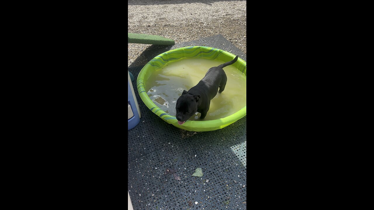 Cute pitty puppy first time in water