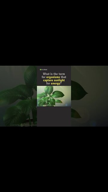 Biology Quiz: What is the term for organisms that capture sunlight for energy?