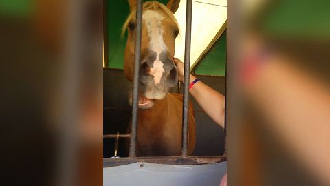 Horse Loves Getting Scratched Behind His Ear