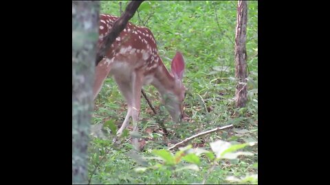 battlefield wildlife