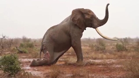 The elephant fell to the ground and had given up to escape,