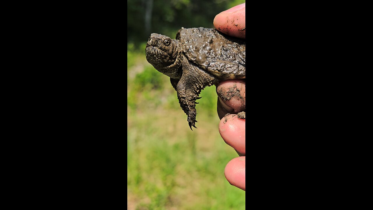 hiking in the Pines, talking to the locals!!