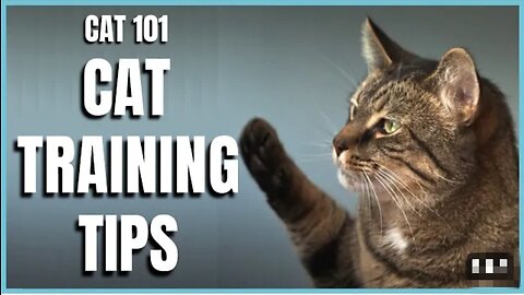 Basic Cat training tips part 1..