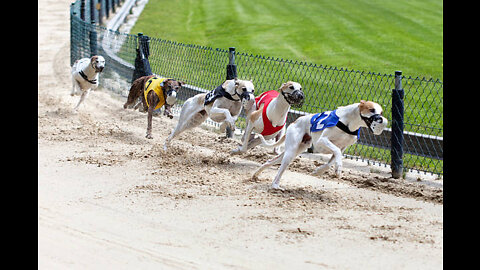 Dog Greyhounds Racing - Track Race