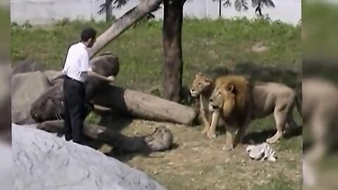 A brave men entered into Loins baric | Amazing Video