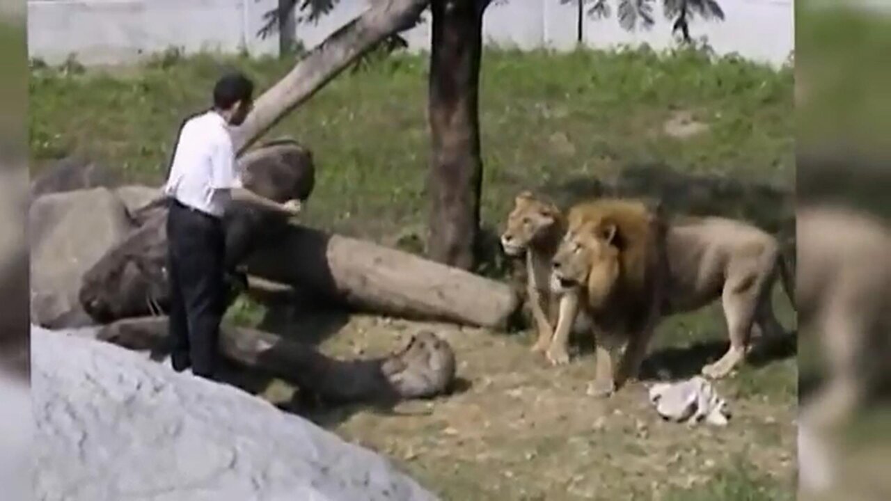 A brave men entered into Loins baric | Amazing Video