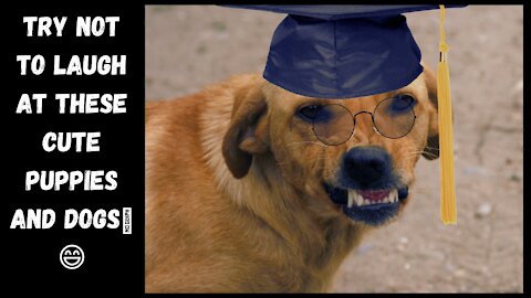 Try Not to laugh at these cute Dogs and Puppies🤣 Funny DOG Videos 😂🐶