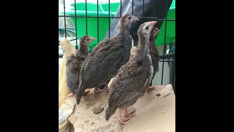 Guinea fowl keets first day outdoors - 6 weeks old