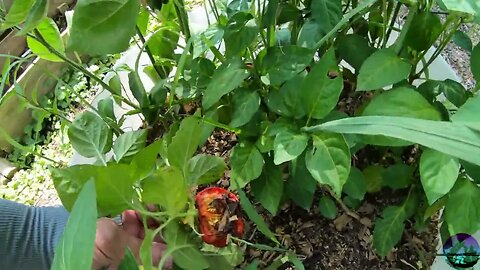 Garden Tour mid August