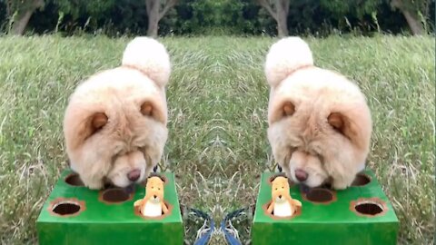 It's so Cool 💨 Aww Animals TV