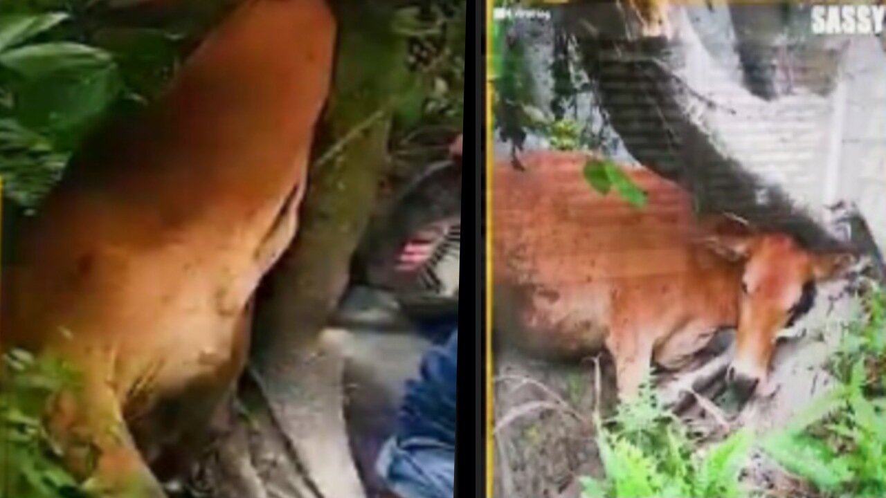 Rumble Animal Life Savings USA || Cow Traped in the Branches of Tree